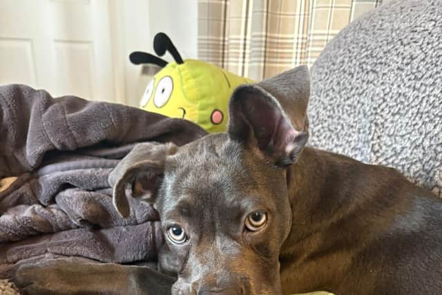 Bambi, Jerry Green Dog Rescue