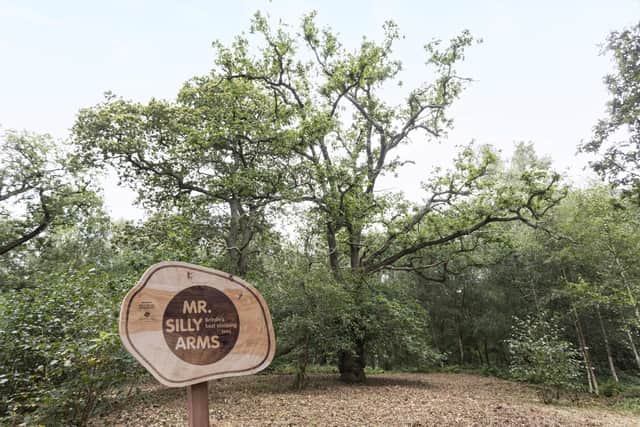 The tree, in Owlet Wood, Lincolnshire, stands at 12 metres tall with a reach of more than eight metres around and has a selection of low hanging branches.