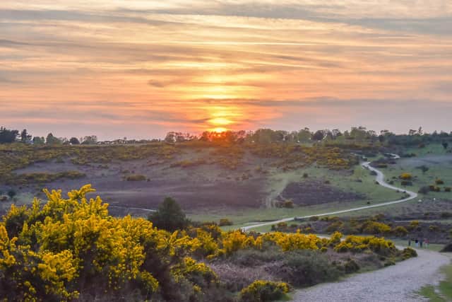 The New Forest National Park was voted No 1 in Europe by Tripadvisor users