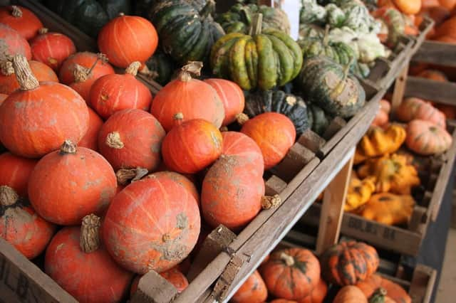 Pumpkins and squashes at Bells Pumpkin Patch.