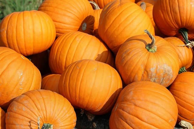 Will you be going to pick pumpkins this October?