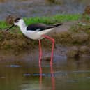 The black-winged stilt at RSPB Frampton Marsh. Photo: Chris Andrews