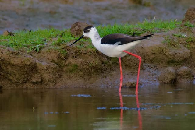 The black-winged stilt at RSPB Frampton Marsh. Photo: Chris Andrews