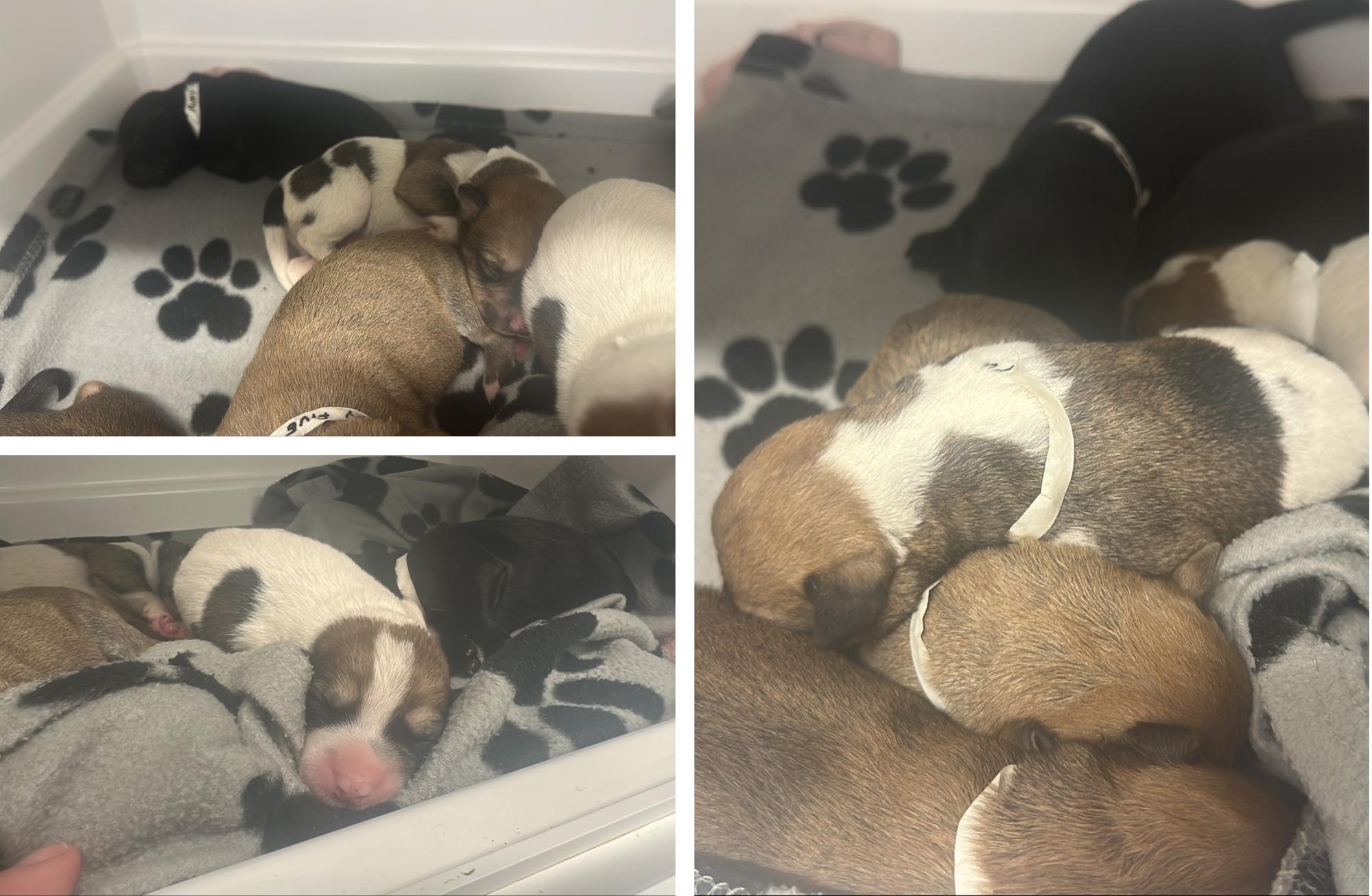 Nine newborn puppies found abandoned in remote setting near Boston - ...