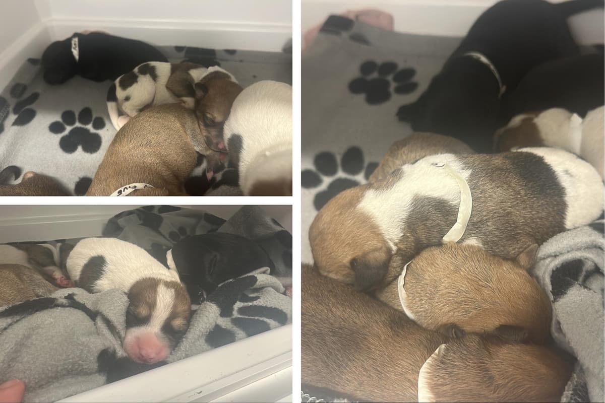 Nine newborn puppies found abandoned in remote setting near Boston - ...