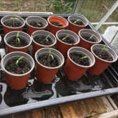 Kate's transplanted tomato seedlings.