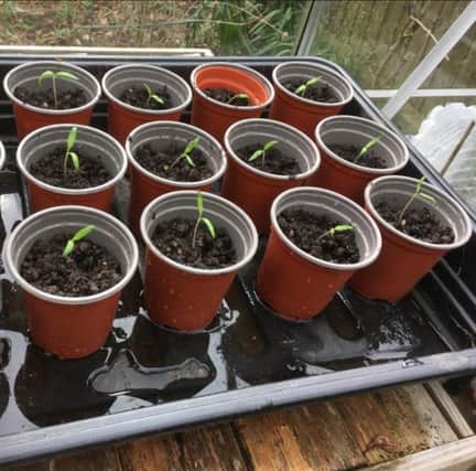Kate's transplanted tomato seedlings.