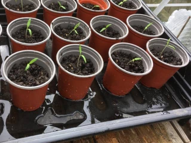 Kate's transplanted tomato seedlings.