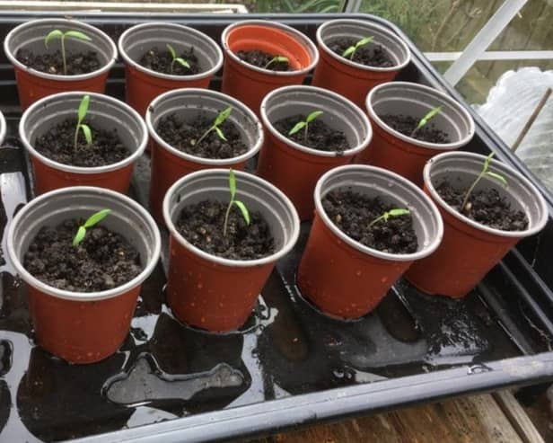 Kate's transplanted tomato seedlings.