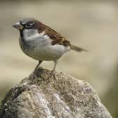 The house sparrow tops the charts again this year in Lincolnshire and the UK in the RSPB Big Garden Birdwatch. Photo: Ray Kennedy (rspb-images.com)
