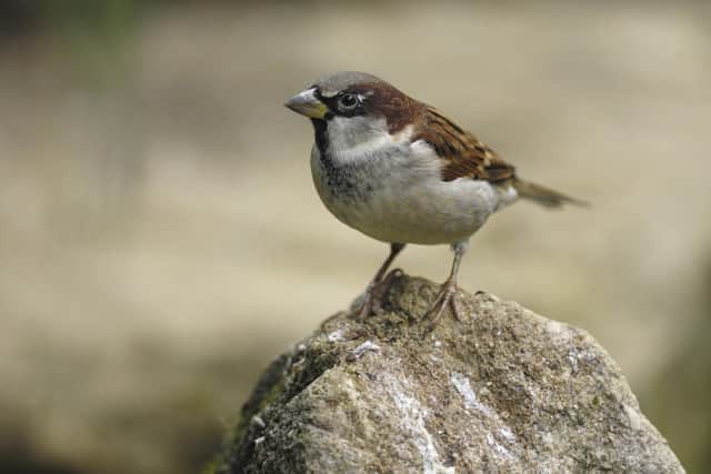 The house sparrow tops the charts again this year in Lincolnshire and the UK in the RSPB Big Garden Birdwatch. Photo: Ray Kennedy (rspb-images.com)