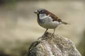 The house sparrow tops the charts again this year in Lincolnshire and the UK in the RSPB Big Garden Birdwatch. Photo: Ray Kennedy (rspb-images.com)