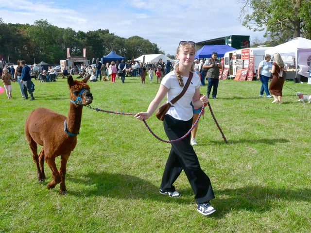 Emily Hay 15 of Lincoln, walking Otto, from Walking with Alpacas, Lincolnshire Rescue, Market Rasen