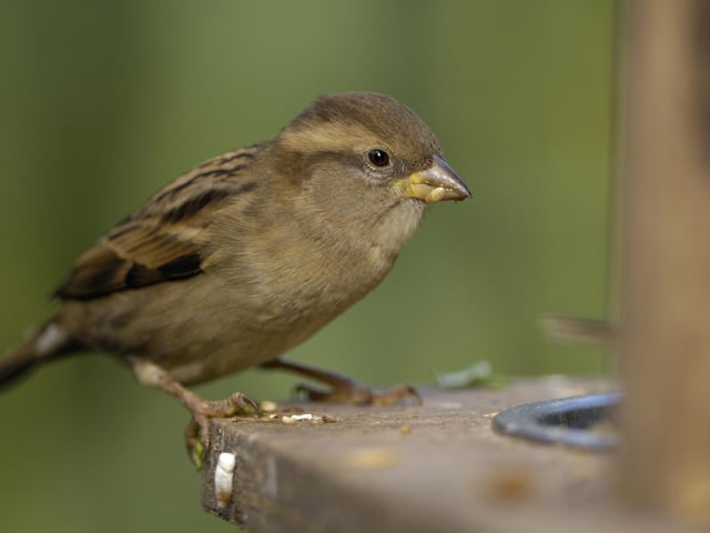 The humble house sparrow was top of the tree - but their numbers have declined. Photo: Ray Kennedy (rspb-images.com)