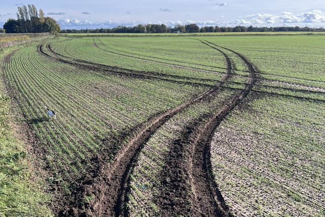 Damage caused by hare coursing vehicles in a farmer’s field in south Lincolnshire. Photo: Matt Tunnard.