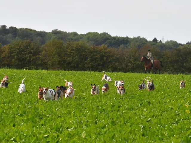 Horses, riders and hounds follow the scent.