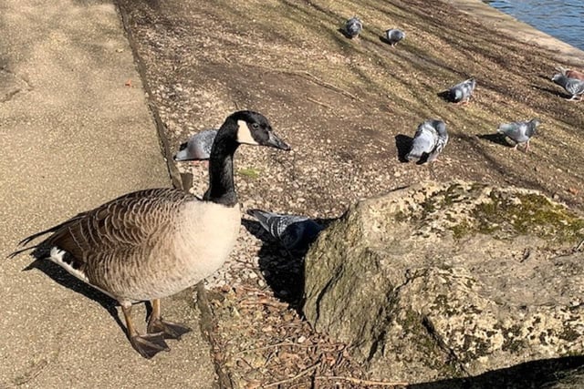 These feathered friends are enjoying a sunny day in this snap taken and sent in by Pauline Baines.