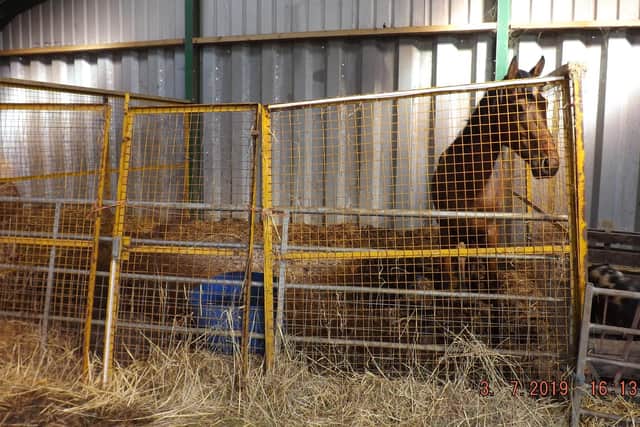 Davina Leedham has been convicted of two counts of causing unnecessary suffering to a total of 13 horses. Photo: RSPCA