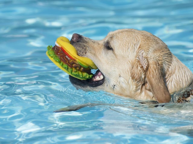 The Lab has been the most popular breed in the U.S. for 30 straight years for a reason! This intensely loyal and affectionate breed is great with kids, is extremely trainable, and is friendly with strangers. The Labrador Retriever does best in an active household where they can both run and cuddle.