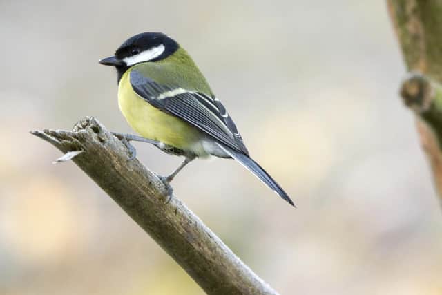 Great tits were recorded in 53.7 percent of Lincolnshire gardens.
