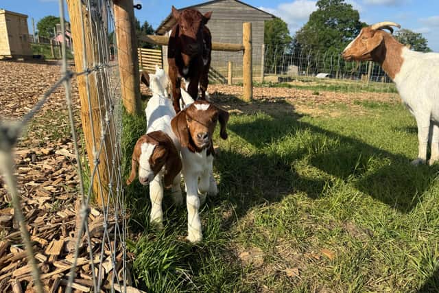 Stu the calf with the goats with the Belvoir Animal Park.