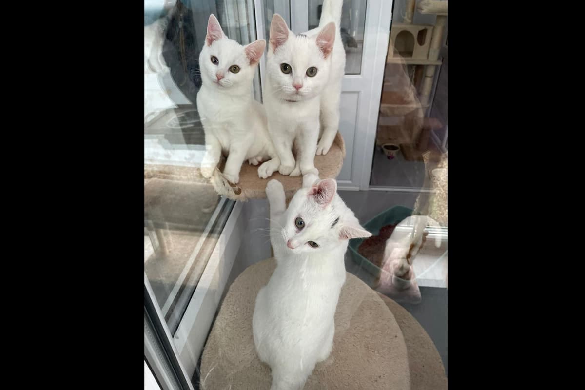 RSPCA launches abandonment appeal and gives update on poorly kittens ...
