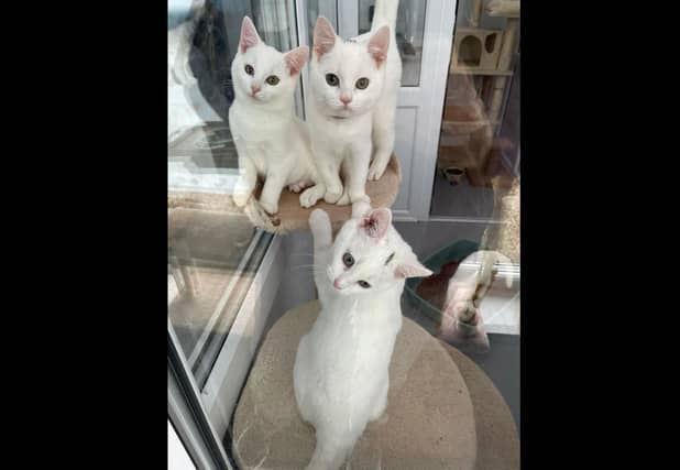 The rescued kittens continue to receive care.