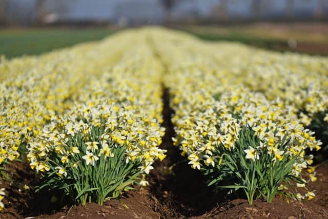 The county's impressive flower growing and horticulture sector will also be celebrated