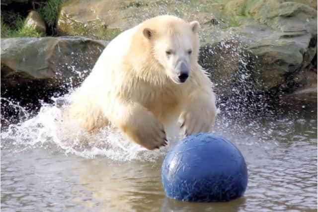 Yorkshire Wildlife Park has been forced to close again.