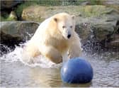 Yorkshire Wildlife Park has been forced to close again.