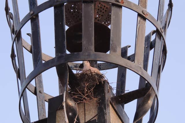 The dove on its nest in the beacon at Metheringham.