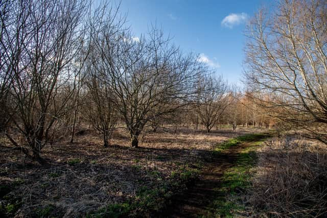 Banovallum Carr woodland at Horncastle.