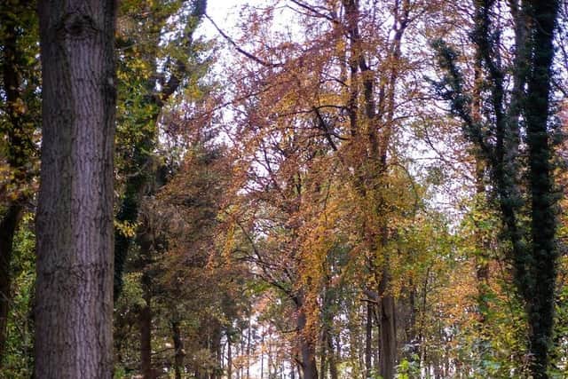 South Ormsby Estate is offering daily guided walking tours this autumn and winter.
