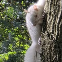 'A wonderful moment' - Rare albino squirrel spotted in woodland near Boston (PICTURES AND VIDEO)