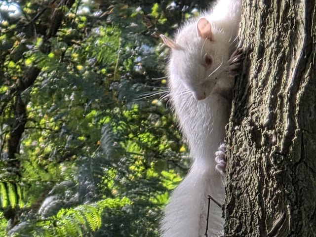 A close-up of the fluffy-tailer forager.