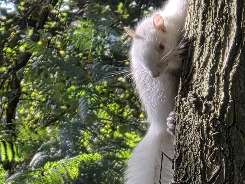 A close-up of the fluffy-tailer forager.