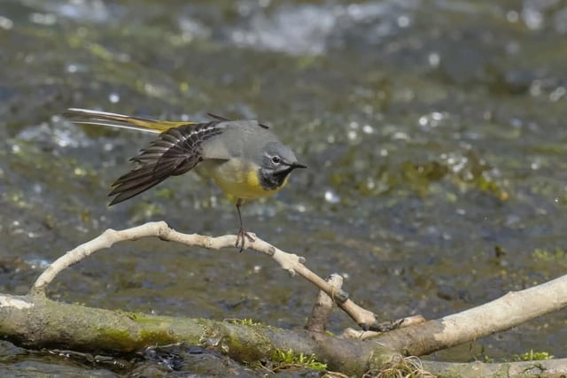 A stunning close-up shot from Andy Gregory shows a grey wagtail preening its feathers by the river.