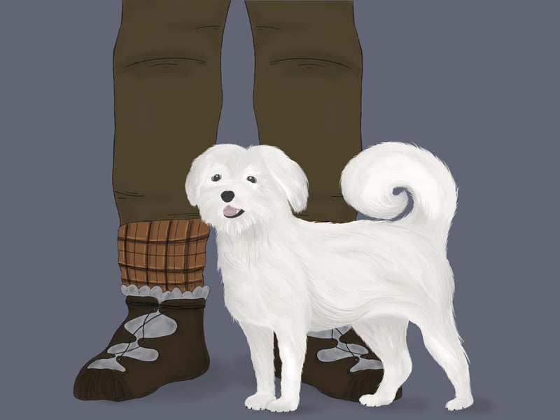 An artist's impression of how the 'lap dog' would have looked 2,000 years ago. Credit: Marijane Porter, Wessex Archaeology