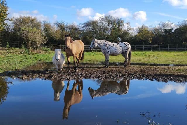 Members of the Hope Meadows Herd from left to right - Gertie, Maisie, and Finesse.