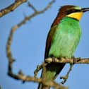 The stunning Bee-Eater was spotted at Gibraltar Point.