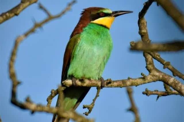 The stunning Bee-Eater was spotted at Gibraltar Point.