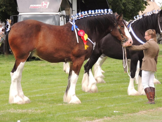 Heavy horse judging at Heckington.