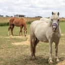Managing Grazing with Track Systems takes place on Thursday, July 13, 6.30pm-9pm in the Clifford Marshall Building at Bransby Horses in Bransby near Lincoln. Photo: Bransby Horses