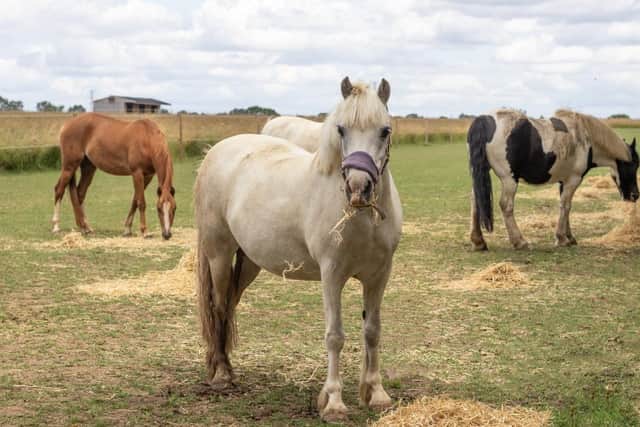 Managing Grazing with Track Systems takes place on Thursday, July 13, 6.30pm-9pm in the Clifford Marshall Building at Bransby Horses in Bransby near Lincoln. Photo: Bransby Horses