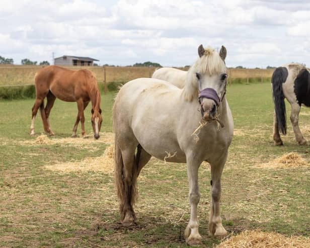 Managing Grazing with Track Systems takes place on Thursday, July 13, 6.30pm-9pm in the Clifford Marshall Building at Bransby Horses in Bransby near Lincoln. Photo: Bransby Horses