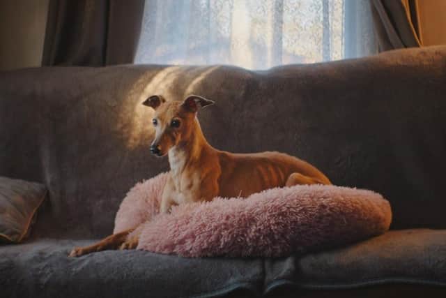 Hustle, sat on the sofa, a still from the Hustle and Run documentary.