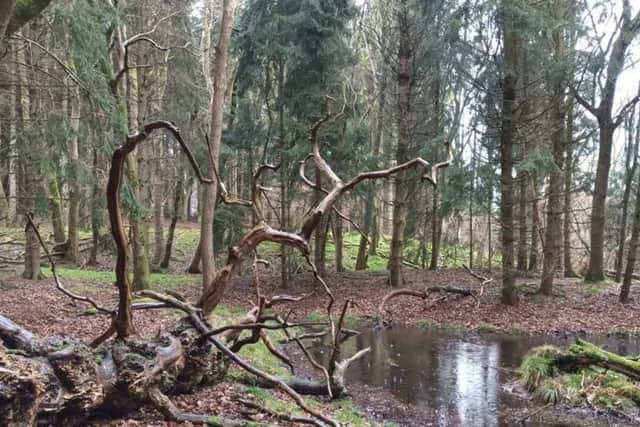 The woodland has been badly damaged over the years and is in "poor ecological condition", says the trust. (PHOTO BY: David Logan/The Woodland Trust)