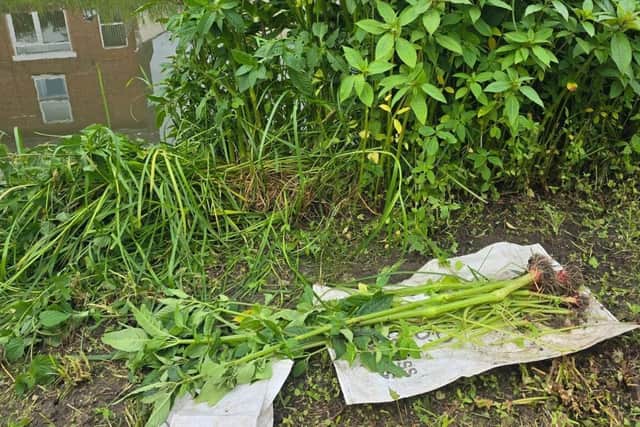 Balsam being removed
