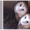 The Lincs & Notts Air Ambulance and Lincs and Notts, the barn owls.