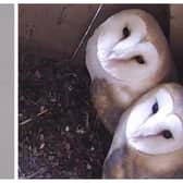 The Lincs & Notts Air Ambulance and Lincs and Notts, the barn owls.